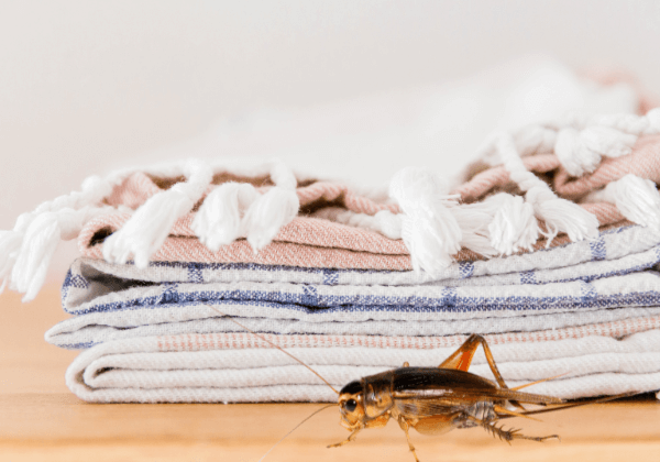 House Mouse Pests